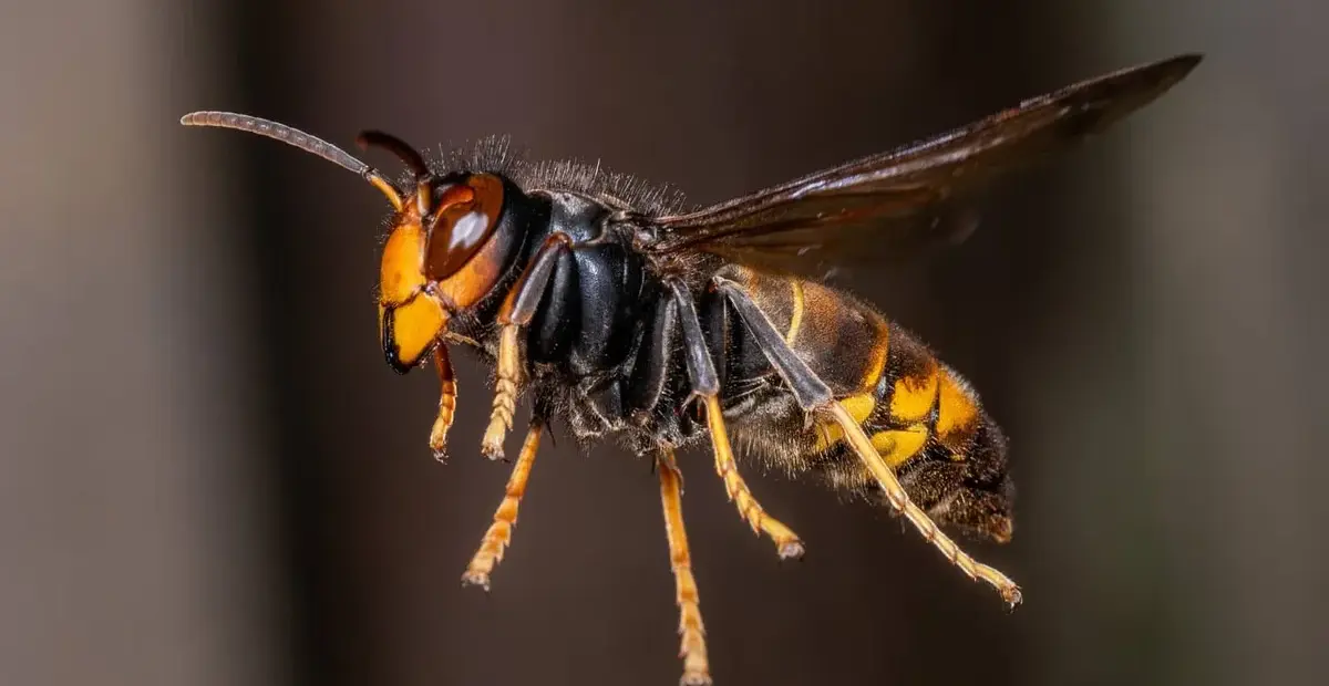 asiatische hornisse — DE news