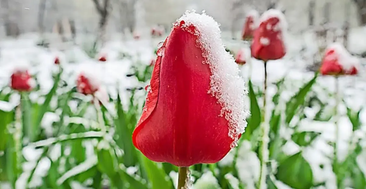 eisheiligen temperaturen — DE news
