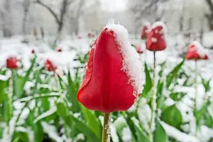 eisheiligen temperaturen — DE news