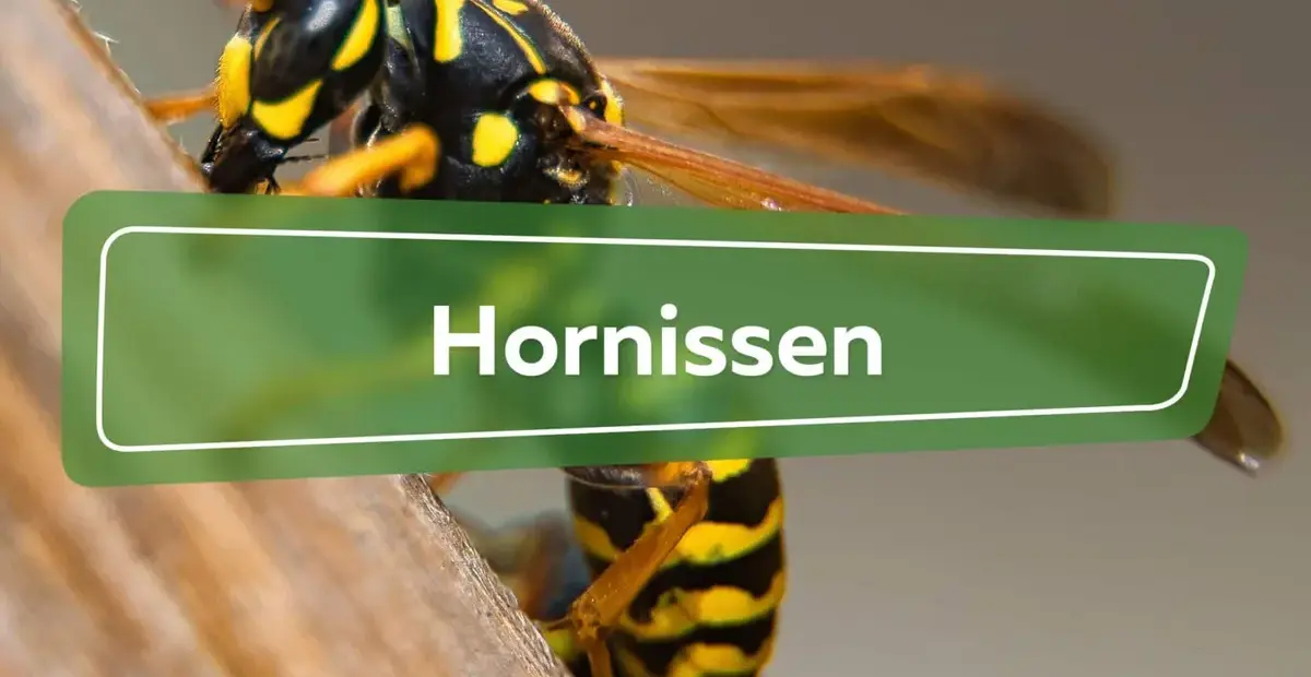 hornissen — DE news
