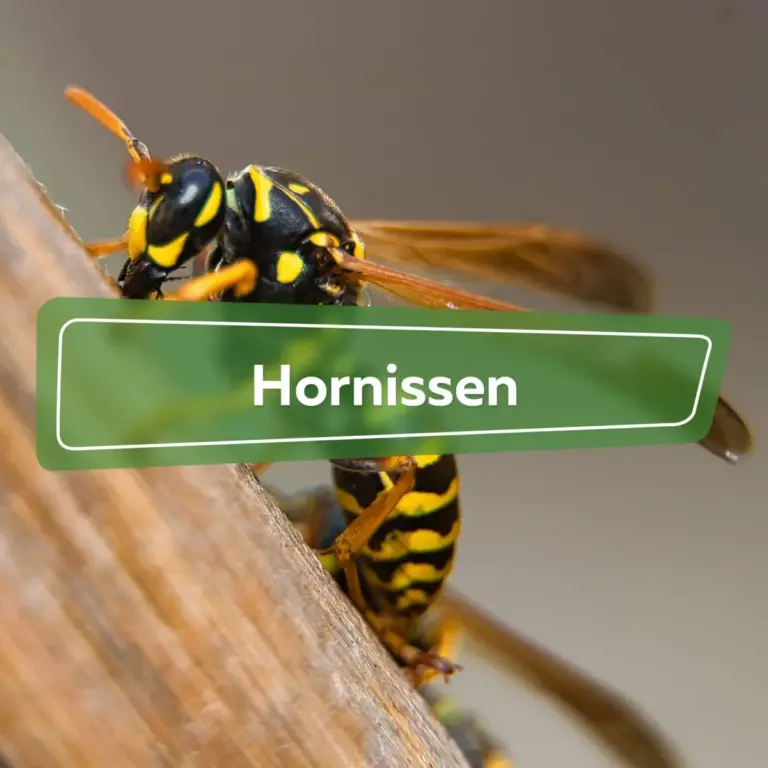 hornissen — DE news