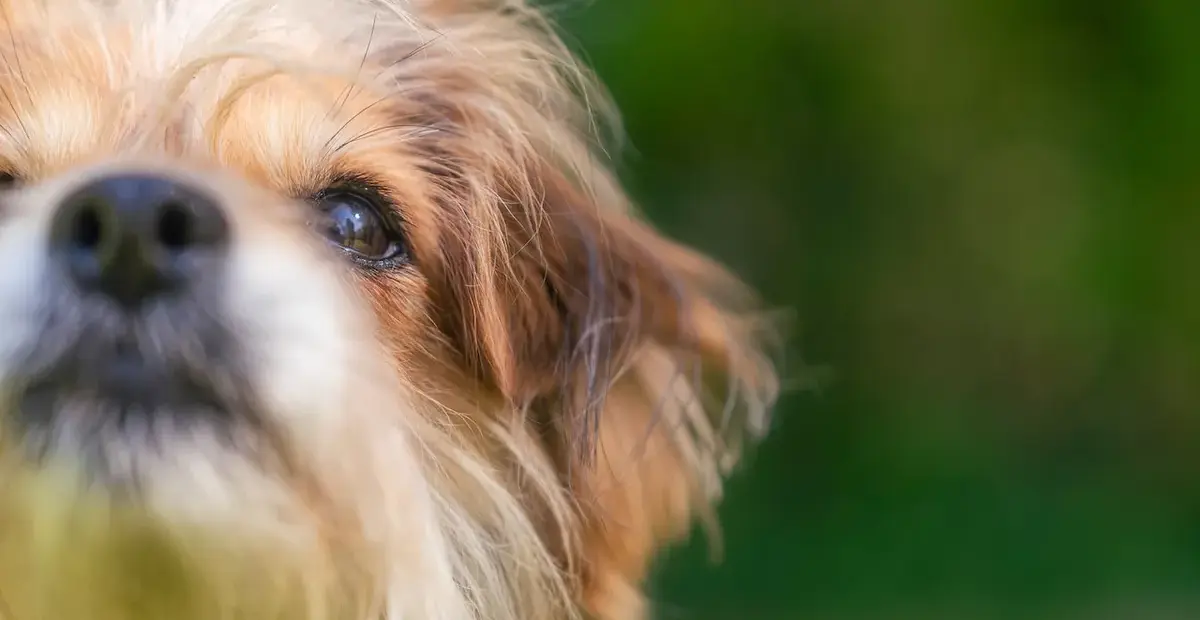 tiere suchen ein zuhause tiere suchen ein zuhause — DE news