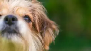 tiere suchen ein zuhause tiere suchen ein zuhause — DE news
