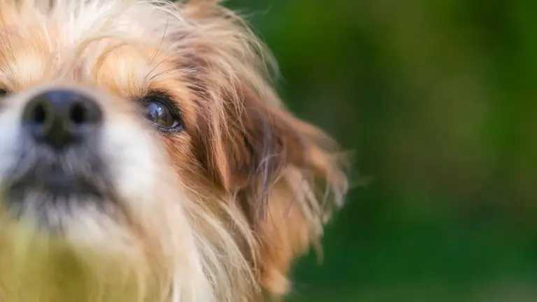 tiere suchen ein zuhause tiere suchen ein zuhause — DE news