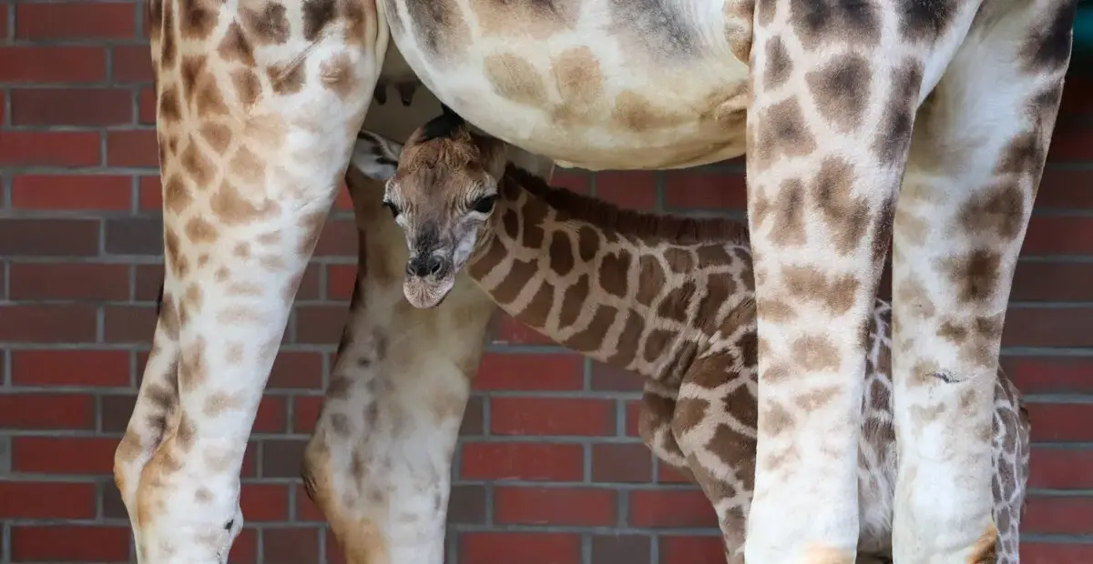 zoo berlin — DE news